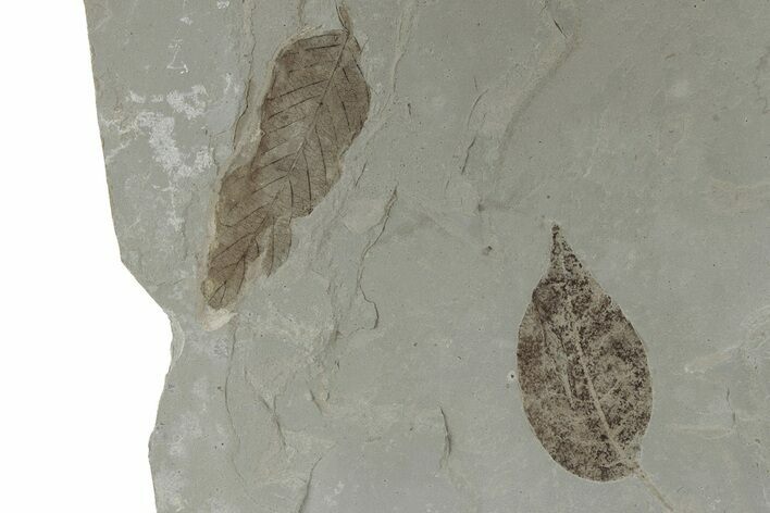 Fossil Leaf Plate - Green River Formation, Utah #218287